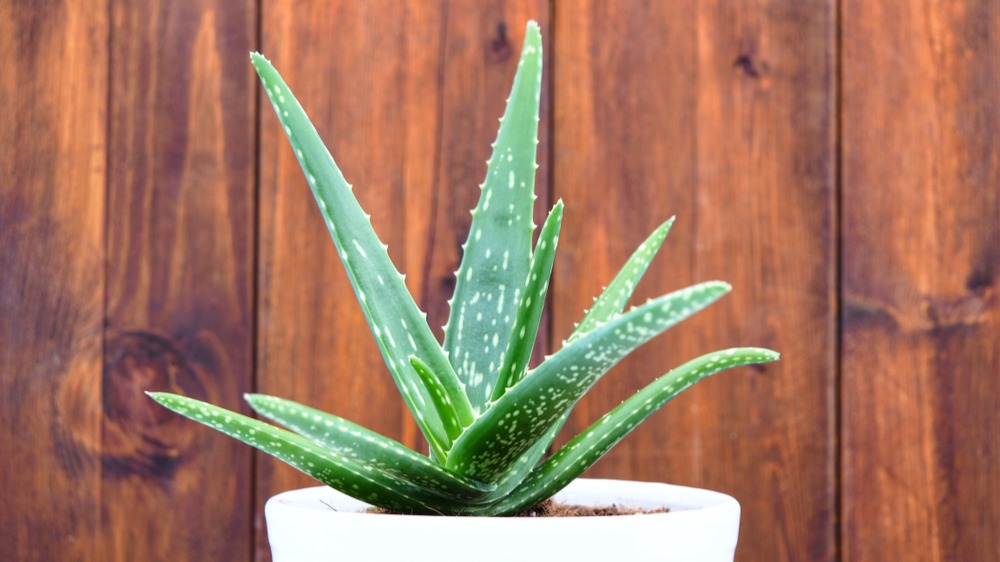 Aloe rostlina