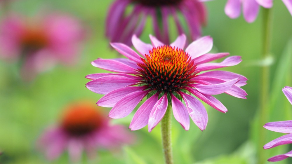 Echinacea