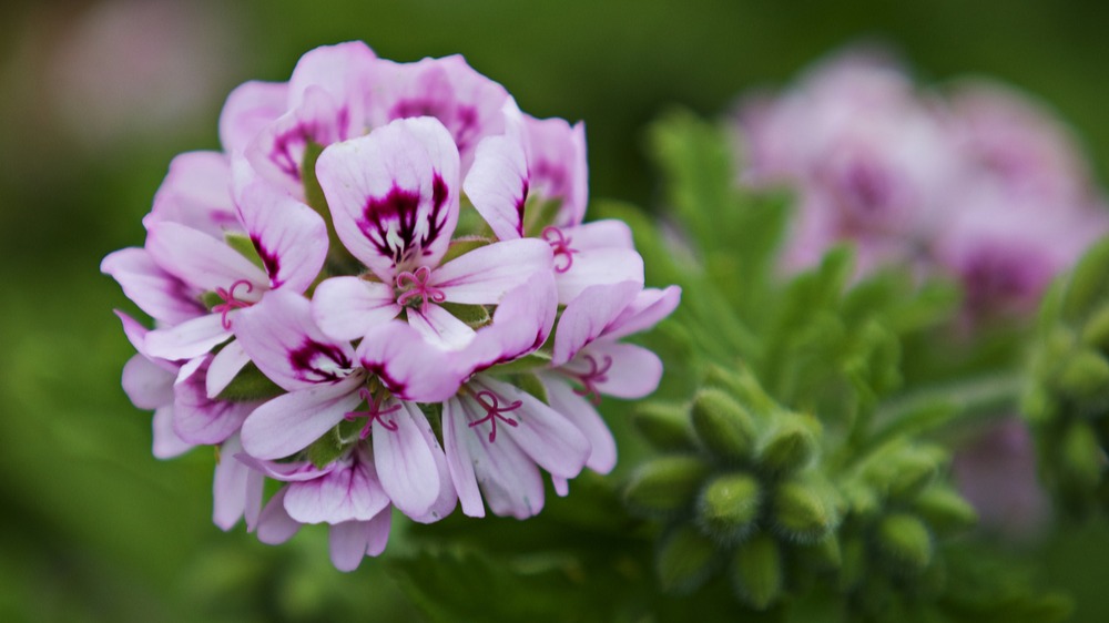 Pelargonie