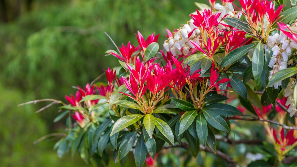 Pieris japonský