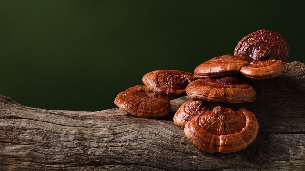 Reishi