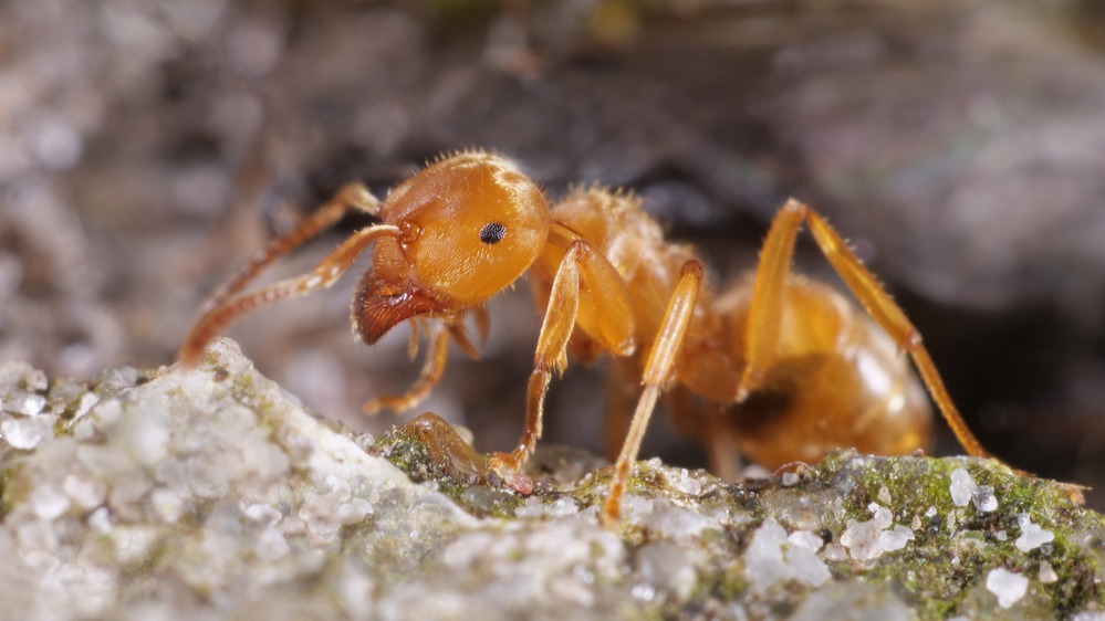 Rezavý mravenec